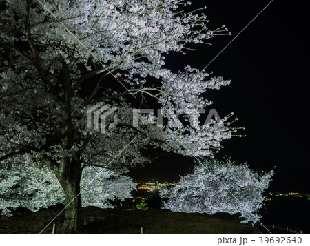 竹田城跡の夜桜ライトアップ 39692640