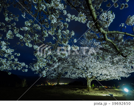 竹田城跡の夜桜ライトアップ 竹田城跡の夜桜ライトアップ 39692650