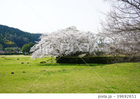 明日香　石舞台　桜　古墳 39692651