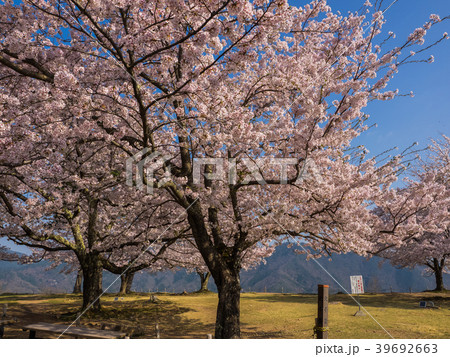 桜が満開の竹田城跡 39692663