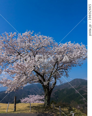 桜が満開の竹田城跡 桜が満開の竹田城跡 39692665