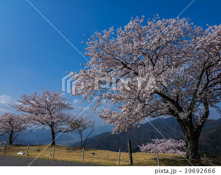 桜が満開の竹田城跡 39692666