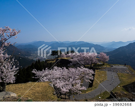 桜が満開の竹田城跡 39692668