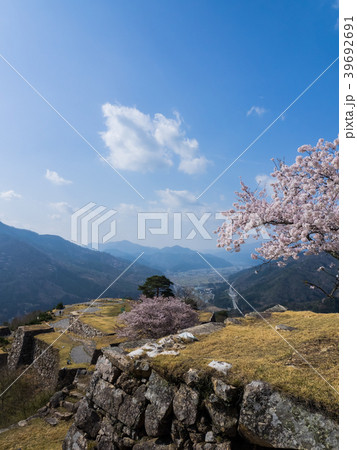 桜が満開の竹田城跡 桜が満開の竹田城跡 39692691