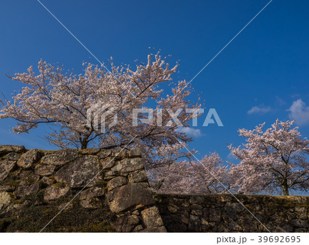 桜が満開の竹田城跡 39692695