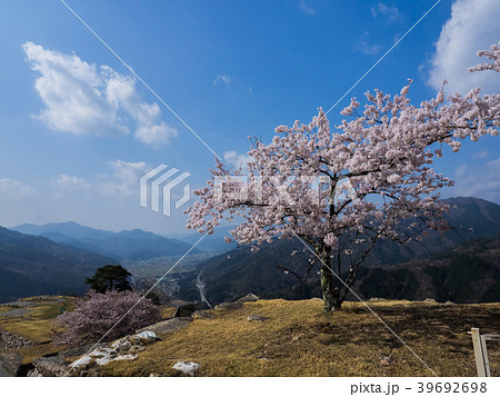 桜が満開の竹田城跡 39692698