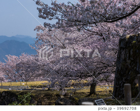 桜が満開の竹田城跡 39692708
