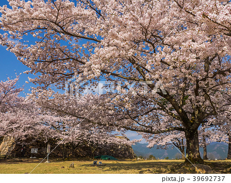 桜が満開の竹田城跡 39692737
