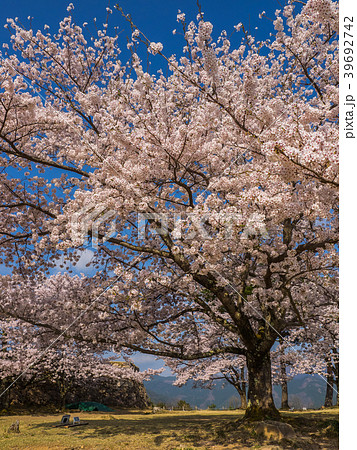 桜が満開の竹田城跡 桜が満開の竹田城跡 39692742