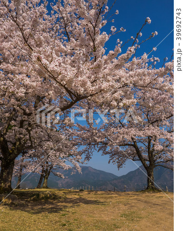 桜が満開の竹田城跡 39692743
