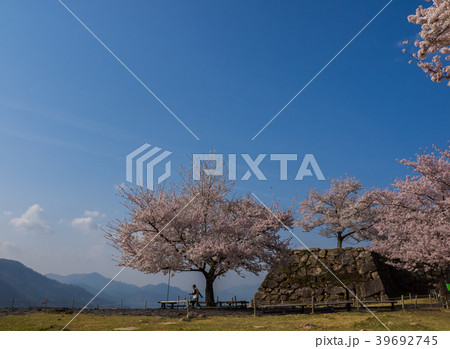 桜が満開の竹田城跡 39692745