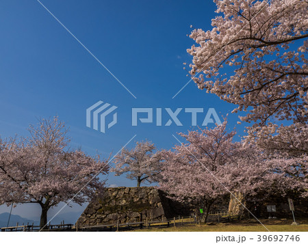 桜が満開の竹田城跡 桜が満開の竹田城跡 39692746