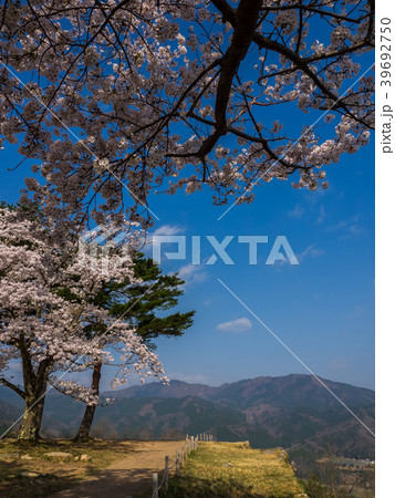 桜が満開の竹田城跡 桜が満開の竹田城跡 39692750