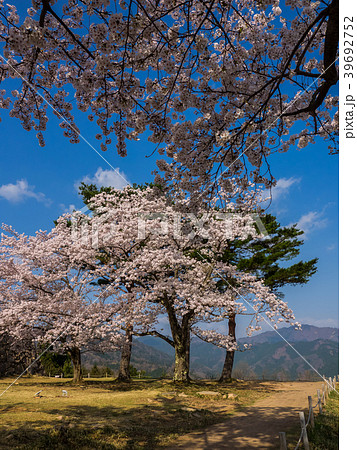 桜が満開の竹田城跡 桜が満開の竹田城跡 39692752