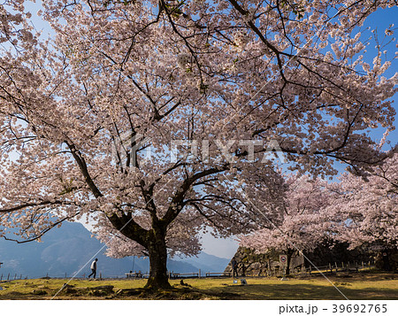 桜が満開の竹田城跡 39692765