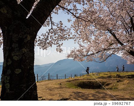 桜が満開の竹田城跡 39692767