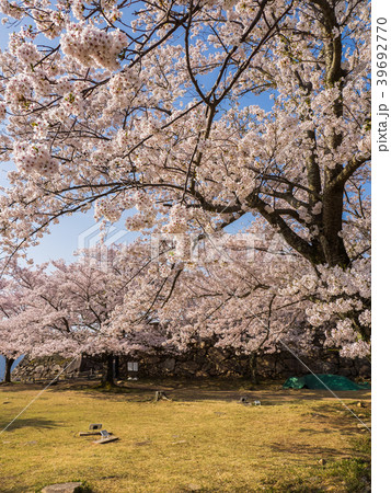 桜が満開の竹田城跡 39692770