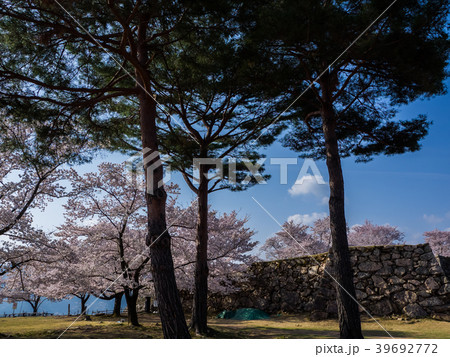 桜が満開の竹田城跡 39692772
