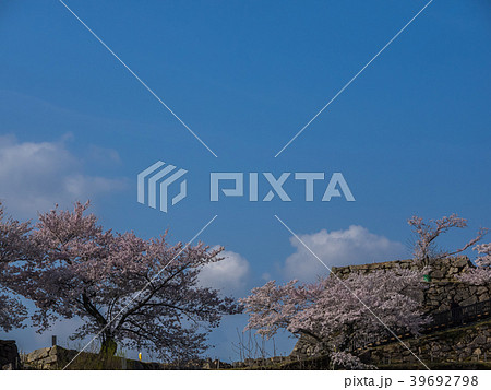 桜が満開の竹田城跡 桜が満開の竹田城跡 39692798