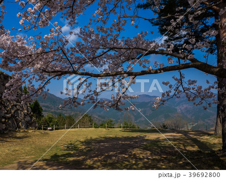 桜が満開の竹田城跡 桜が満開の竹田城跡 39692800
