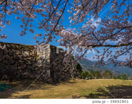 桜が満開の竹田城跡 桜が満開の竹田城跡 39692801