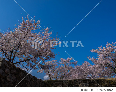 桜が満開の竹田城跡 桜が満開の竹田城跡 39692802