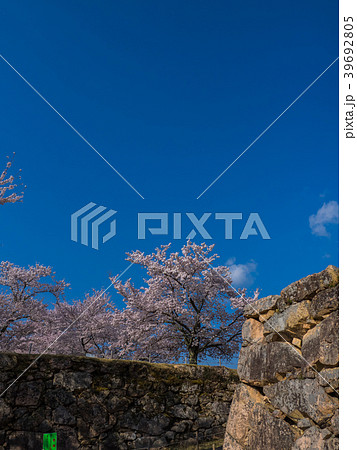 桜が満開の竹田城跡 39692805