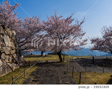 桜が満開の竹田城跡 桜が満開の竹田城跡 39692806