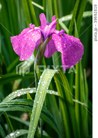 花菖蒲の花 花菖蒲の花 39692819