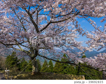 桜が満開の竹田城跡 39692835