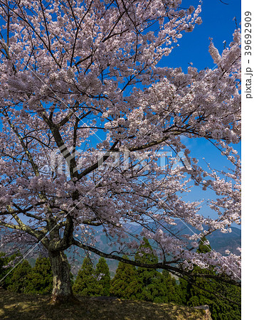 桜が満開の竹田城跡 桜が満開の竹田城跡 39692909