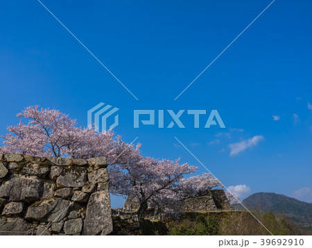 桜が満開の竹田城跡 桜が満開の竹田城跡 39692910