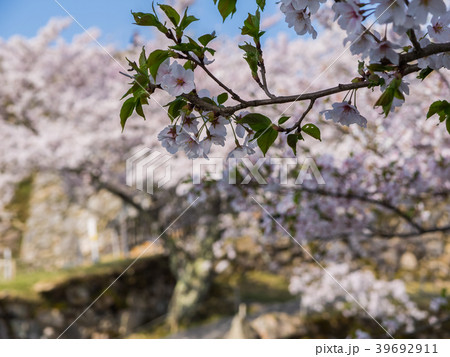 桜が満開の竹田城跡 桜が満開の竹田城跡 39692911