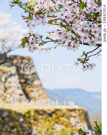 桜が満開の竹田城跡 39692914