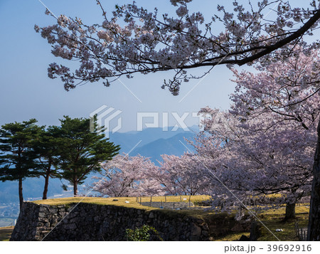 桜が満開の竹田城跡 39692916