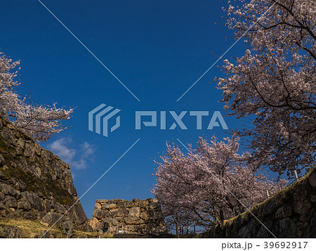 桜が満開の竹田城跡 39692917