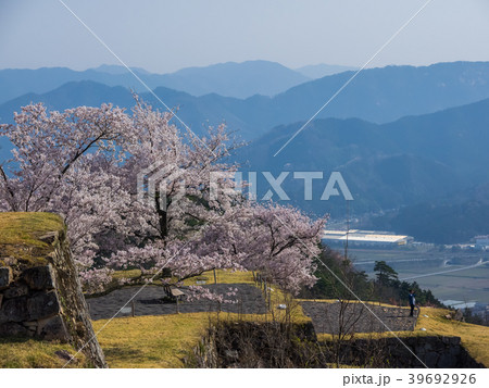 桜が満開の竹田城跡 桜が満開の竹田城跡 39692926