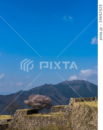 桜が満開の竹田城跡 39692929