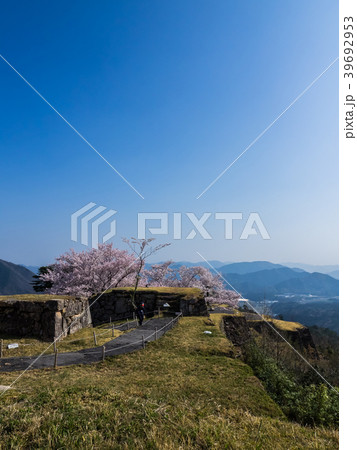 桜が満開の竹田城跡 桜が満開の竹田城跡 39692953
