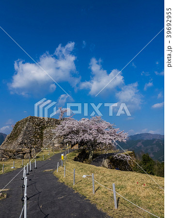 桜が満開の竹田城跡 39692955