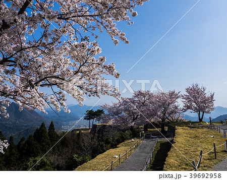 桜が満開の竹田城跡 39692958