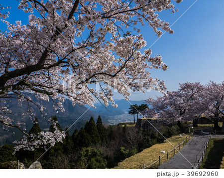 桜が満開の竹田城跡 39692960