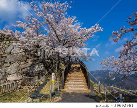桜が満開の竹田城跡 39692961