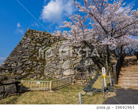 桜が満開の竹田城跡 39692963