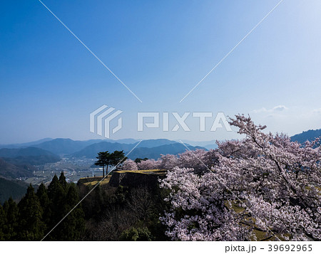 桜が満開の竹田城跡 39692965