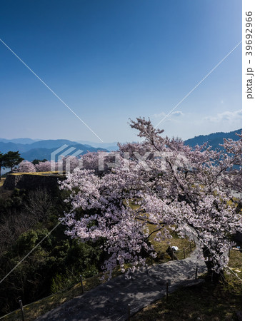桜が満開の竹田城跡 39692966
