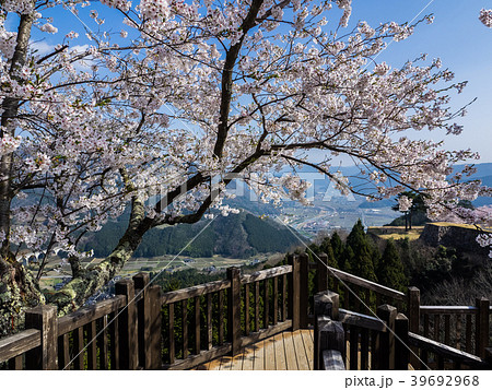 桜が満開の竹田城跡 桜が満開の竹田城跡 39692968