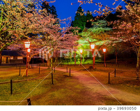 出石城の夜桜ライトアップ 出石城の夜桜ライトアップ 39693050
