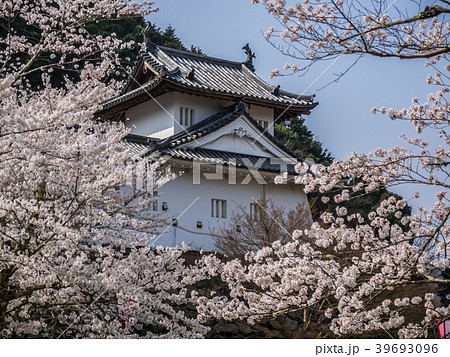 桜が満開の出石城跡 桜が満開の出石城跡 39693096