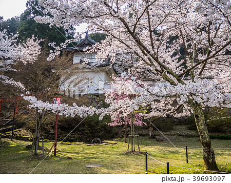 桜が満開の出石城跡 桜が満開の出石城跡 39693097